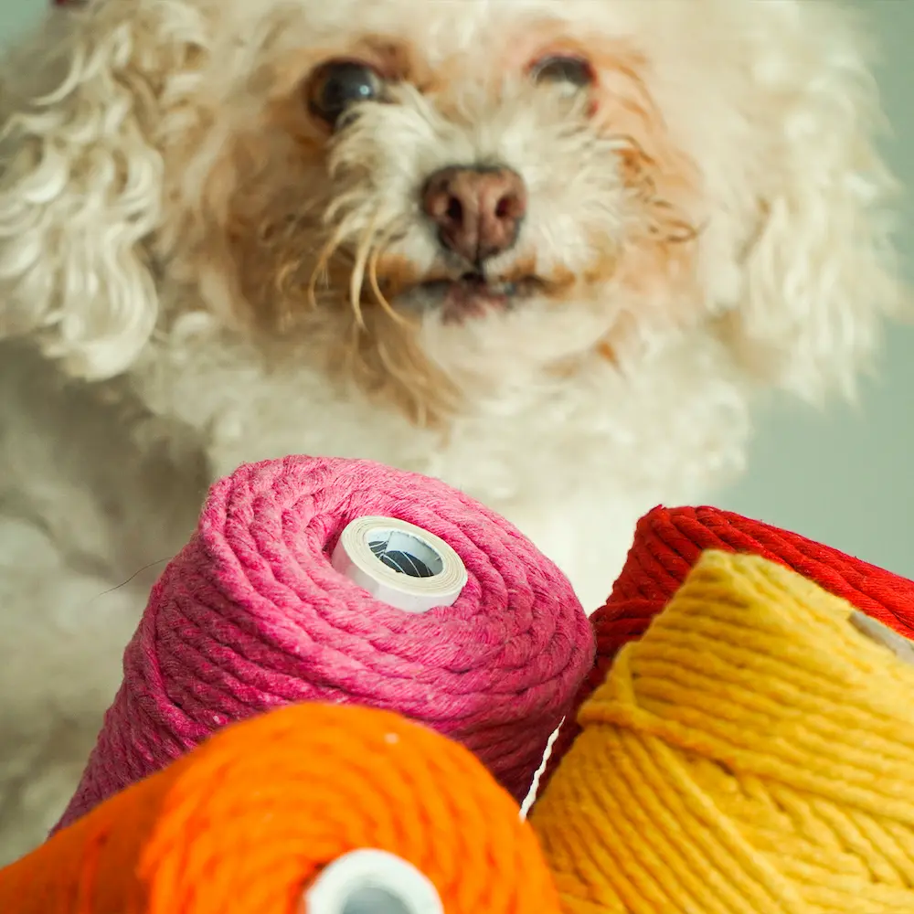 Perrita con hilos de colores delante de ella.